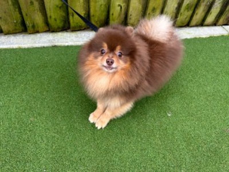 Pomeranian Dogs And Puppies For Adoption