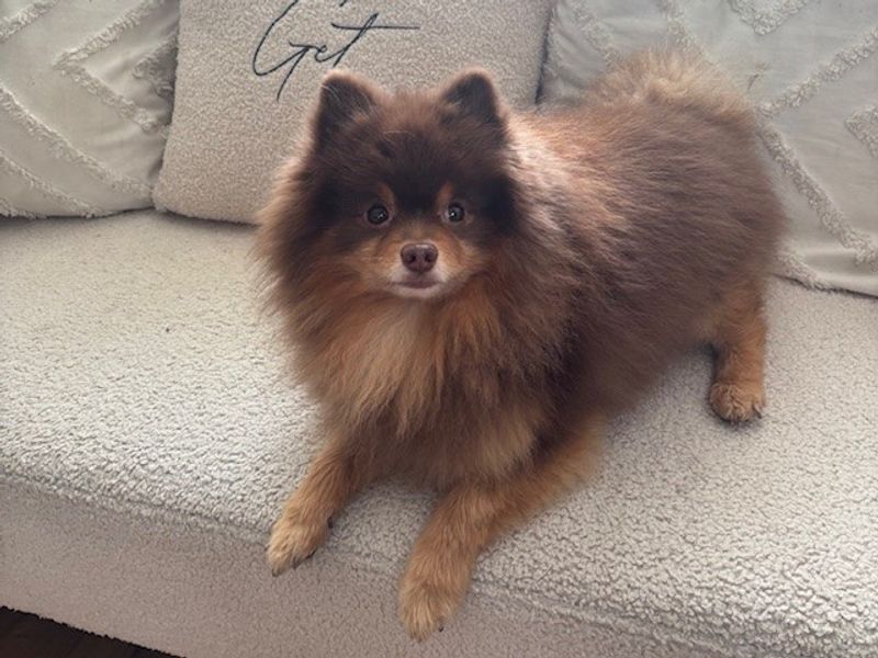 Chewy - Image 2 of 3