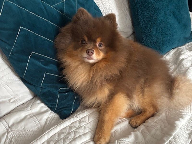 Chewy - Image 3 of 3