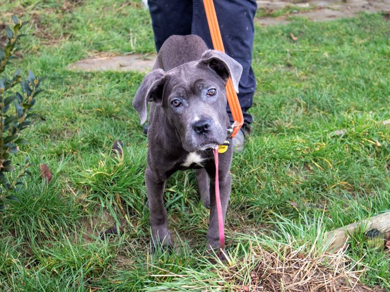 Frankie | Crossbreed | Evesham (Worcestershire) - 1