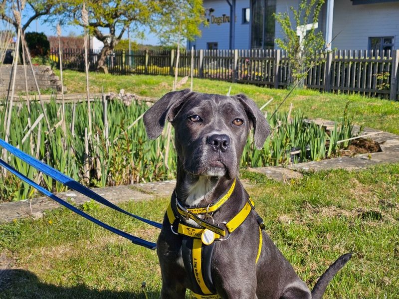 Sweetpea | Crossbreed | Evesham (Worcestershire) - 1