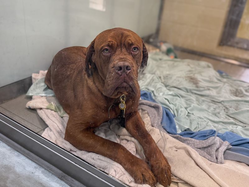 Bourbon, a 8 months old male Dogue de Bordeaux available for adoption from Dogs Trust in Essex