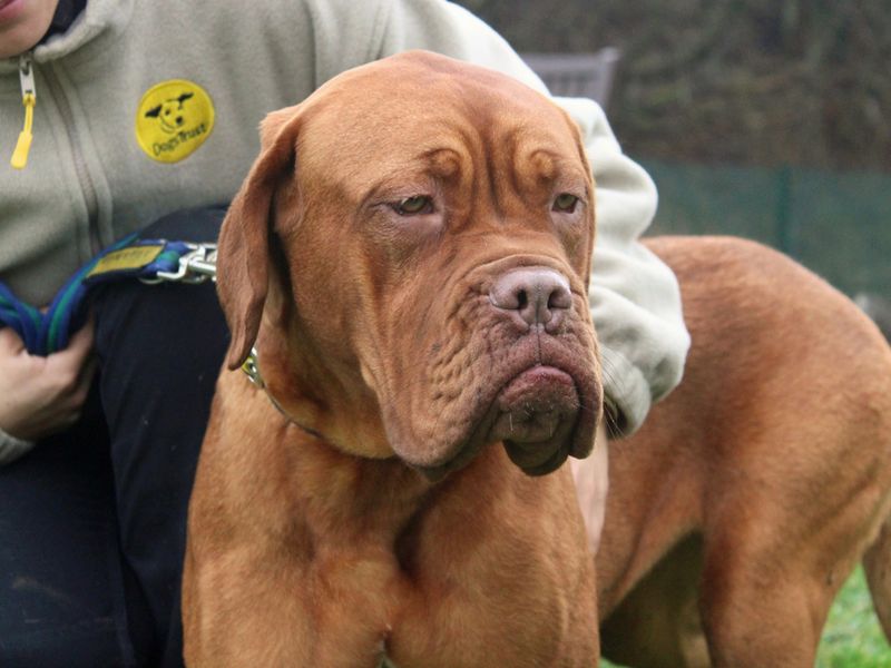 Ethel, a Unknown old female Unknown available for adoption from Dogs Trust in Liverpool, Merseyside