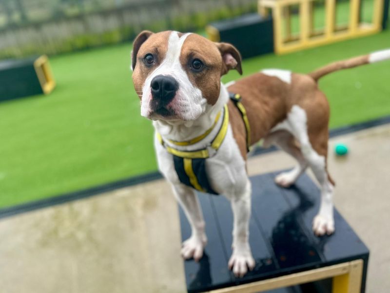Staffordshire Bull Terrier for adoption in Chestfield, Kent – 4 years old
