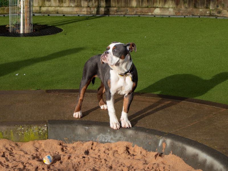 English Bulldog for adoption in Evesham, Worcestershire – 5 months old - Image 7 of 7
