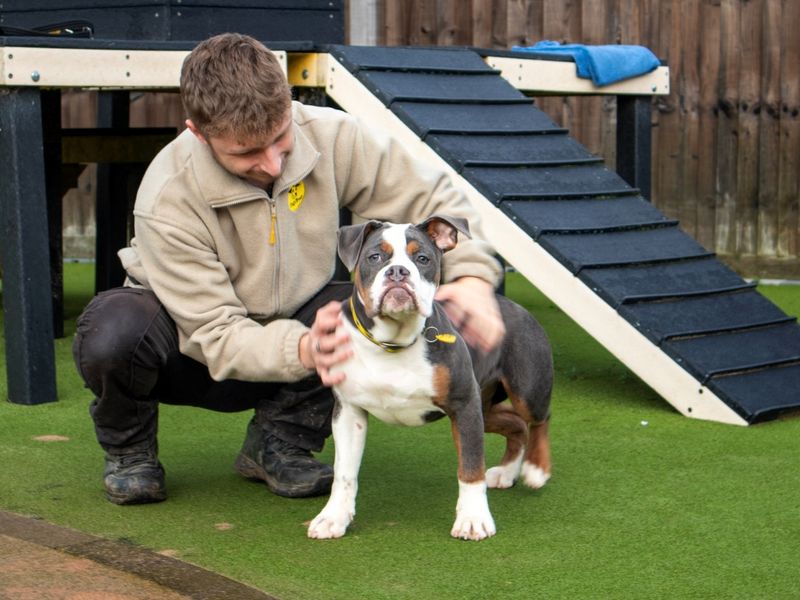English Bulldog for adoption in Evesham, Worcestershire – 5 months old - Image 4 of 7