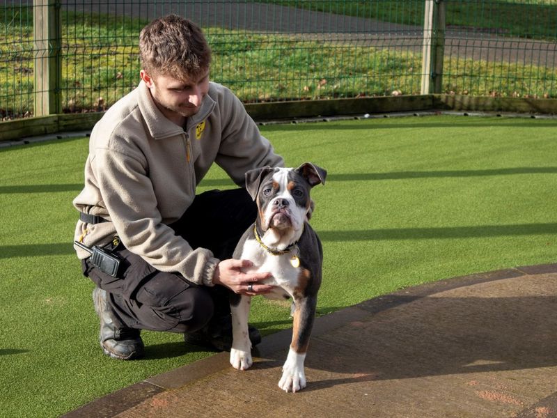 Pepper | Bulldog | Evesham (Worcestershire) - 1