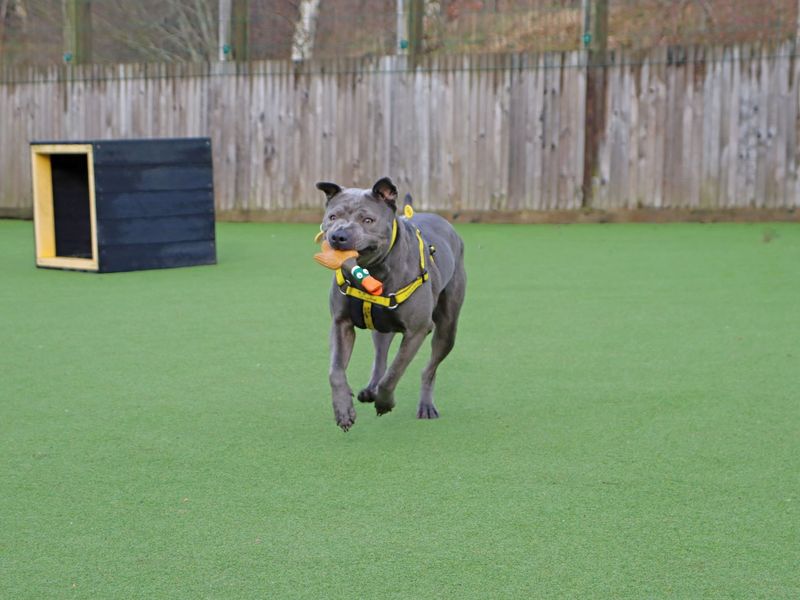 Fia, a 4 years old female Shar Pei available for adoption from Dogs Trust in Glasgow, Scotland