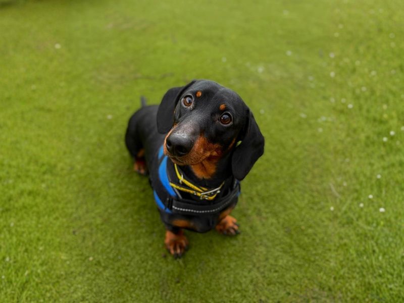 Dachshund Dogs And Puppies For Adoption
