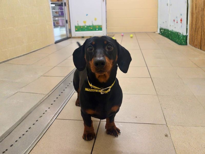 Frank - Image 2 of 2