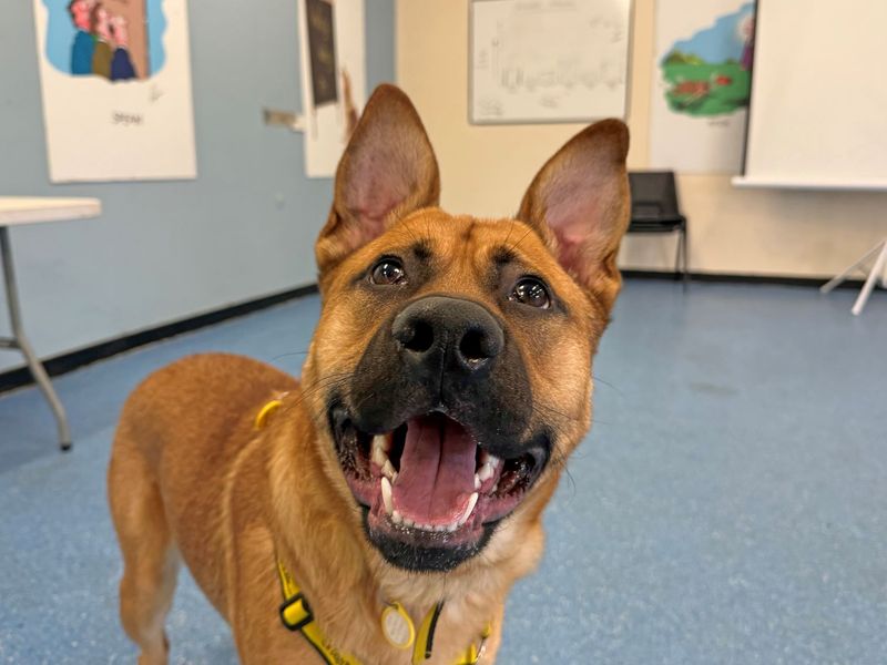 German Shepherd for adoption in Glasgow – 9 months old - Image 2 of 4