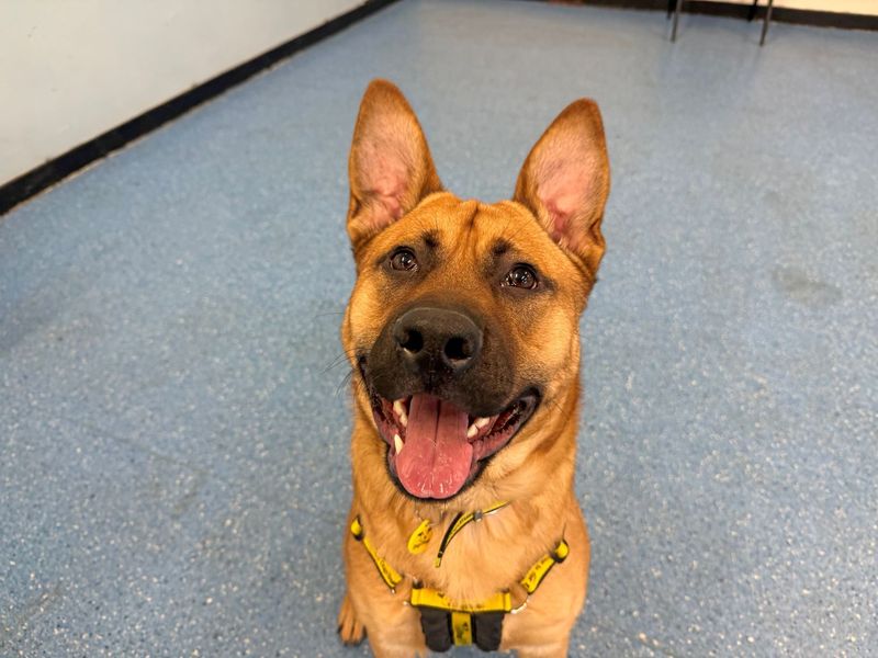 German Shepherd for adoption in Glasgow – 9 months old - Image 4 of 4