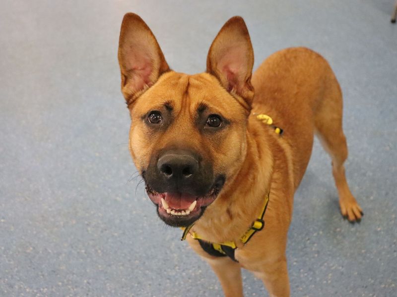 Doc | German Shepherd Dog Cross | Glasgow - 1