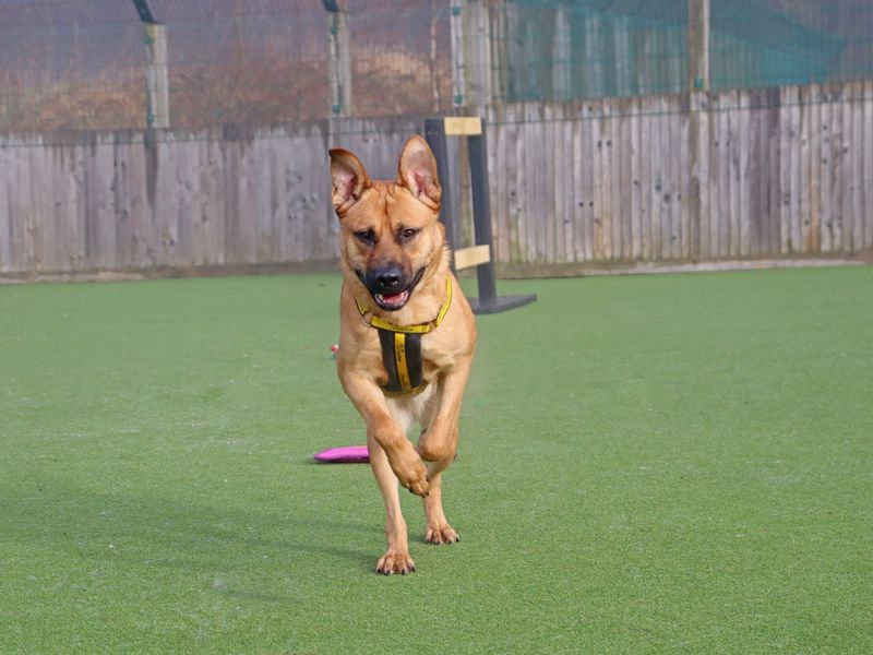 Doc, a 10 months old male German Shepherd available for adoption from Dogs Trust in Glasgow, Scotland