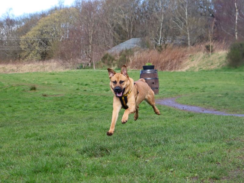 Doc, a 10 months old male German Shepherd available for adoption from Dogs Trust in Glasgow, Scotland