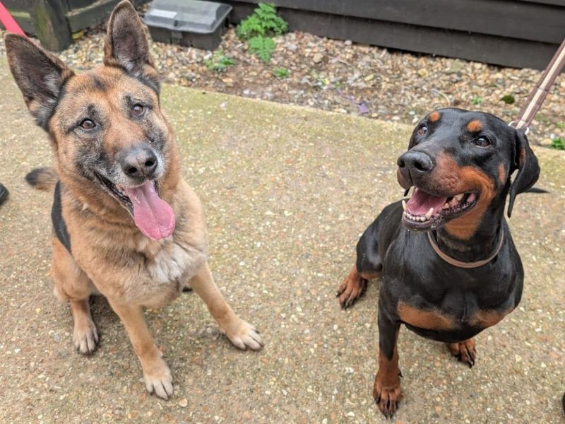 Doberman Dogs And Puppies For Adoption