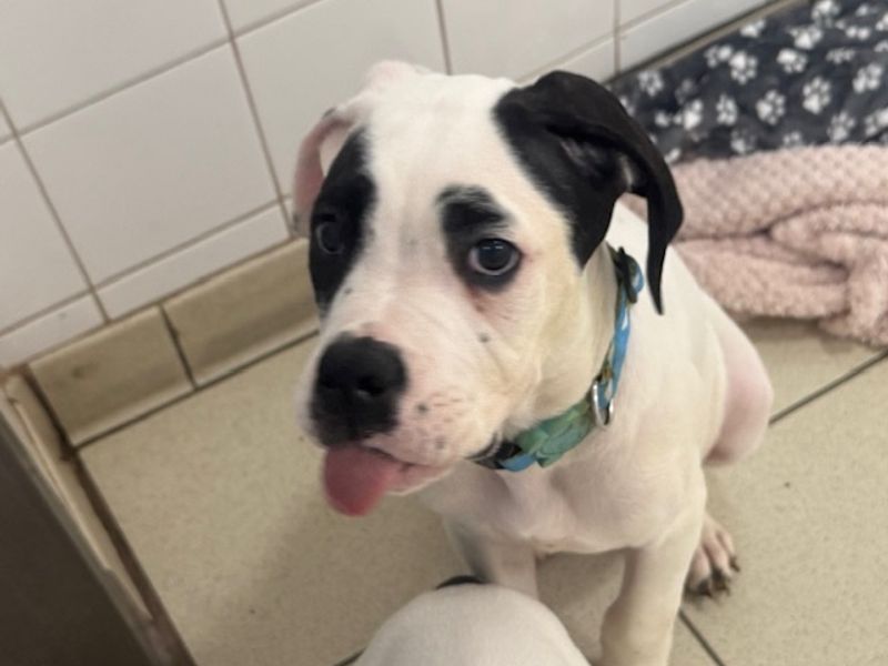 Ryan, a Unknown old male Unknown available for adoption from Dogs Trust in Leeds, West Yorkshire