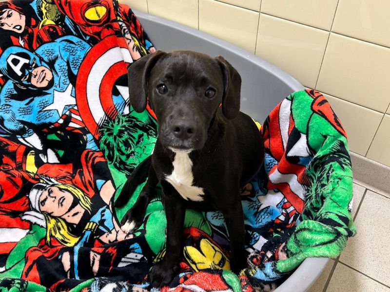 Beagle for adoption in Snetterton, Norfolk – 7 months old - Image 3 of 4