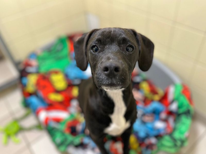 Beagle Dogs And Puppies For Adoption