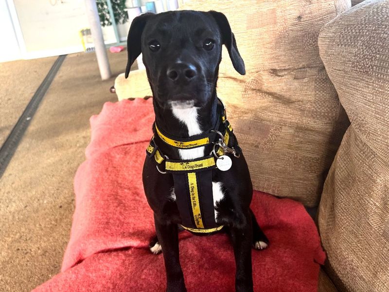 Beagle for adoption in Snetterton, Norfolk – 7 months old - Image 4 of 4