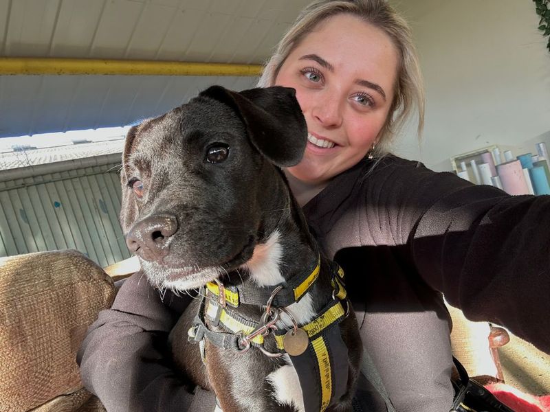 Beagle for adoption in Snetterton, Norfolk – 7 months old - Image 2 of 4