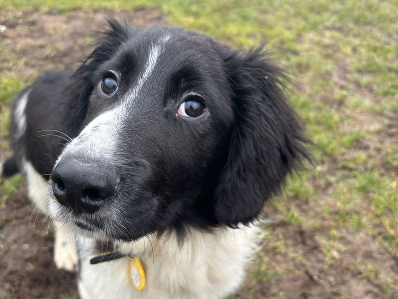 Marshall - Image 3 of 3