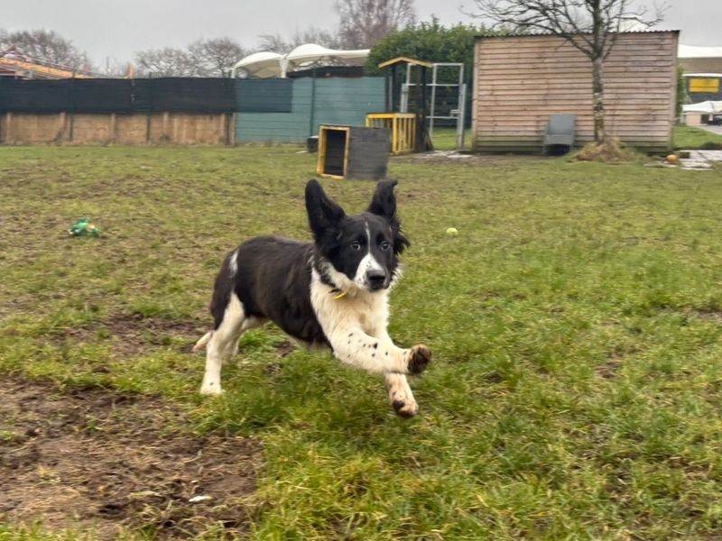 Marshall - Image 2 of 3