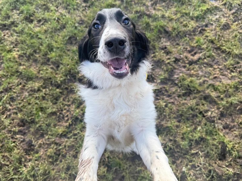 Marshall, a Unknown old male Collie available for adoption from Dogs Trust in West Calder, Scotland