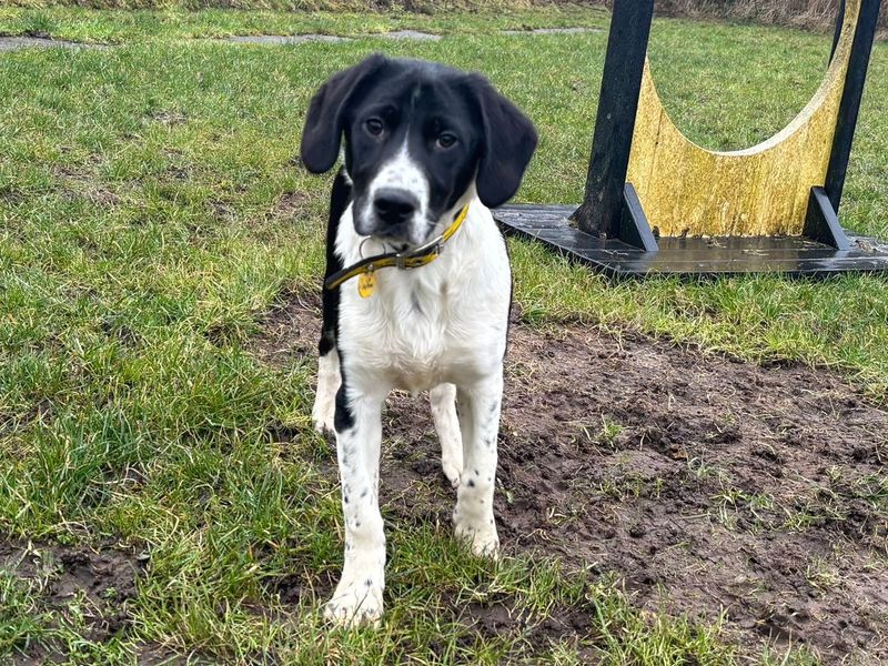 Johnston - Image 2 of 2