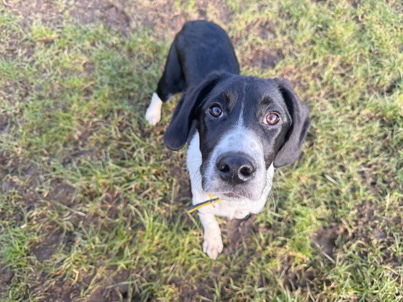 Teddy | Crossbreed | West Calder (Edinburgh) - 1