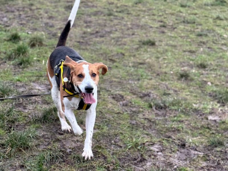 undefined | Foxhound | undefined - 2