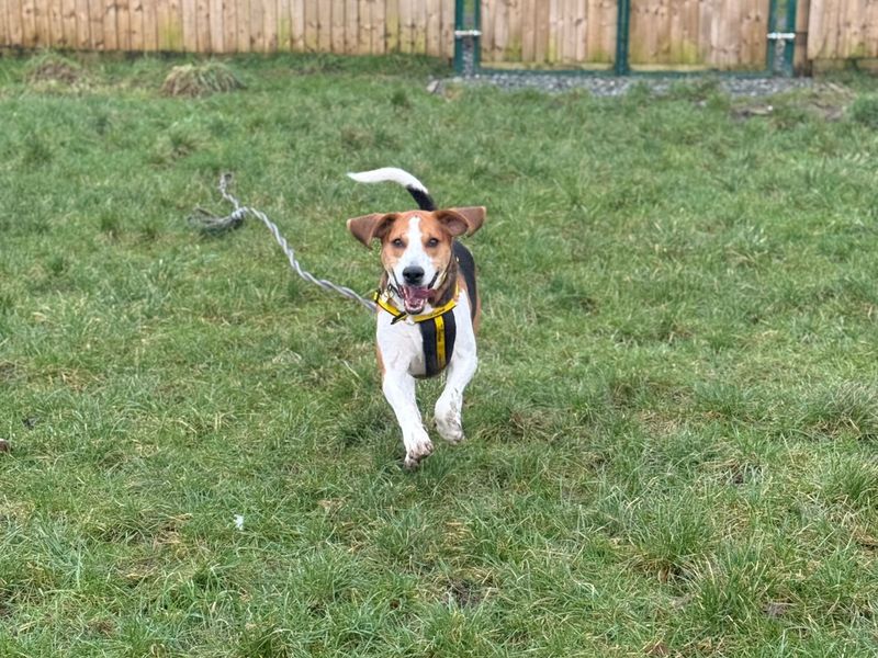 Fred, a 6 years old male Foxhound available for adoption from Dogs Trust in Shropshire