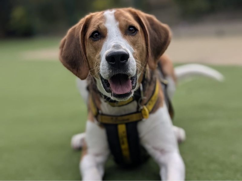 undefined | Foxhound | undefined - 7