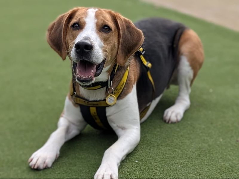 undefined | Foxhound | undefined - 5
