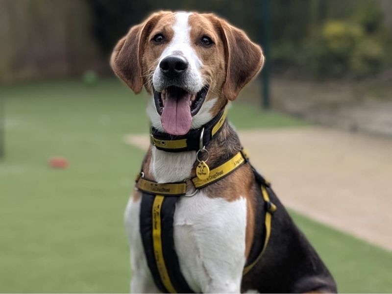 undefined | Foxhound | undefined - 9