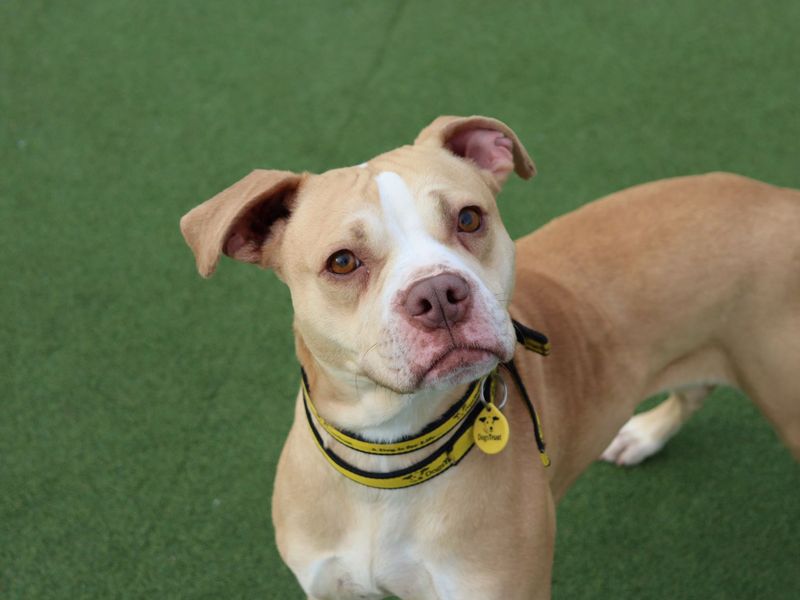 Staffordshire Bull Terrier Dogs And Puppies For Adoption