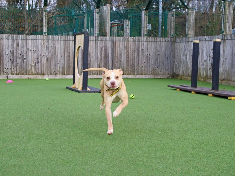 Beagle for adoption in Glasgow – 3 years old - Image 2 of 2