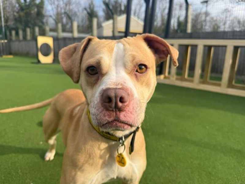 Lemonie | Beagle Cross | Glasgow - 1