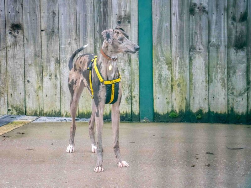 Bernard, a 6 years old male Lurcher available for adoption from Dogs Trust in Loughborough, Leicestershire
