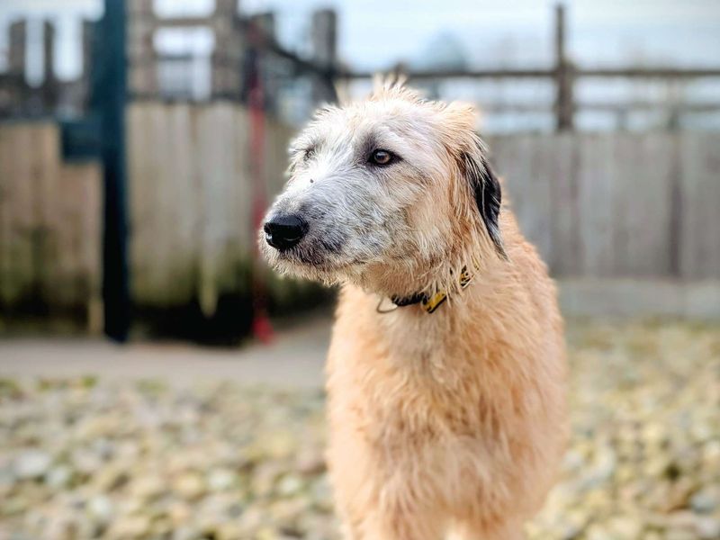 Duvet, a Unknown old female Lurcher available for adoption from Dogs Trust in Splott, Wales
