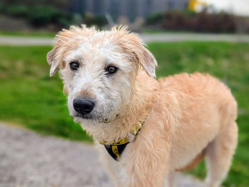 Blanket, a 8 months old male Lurcher available for adoption from Dogs Trust in Splott, Wales