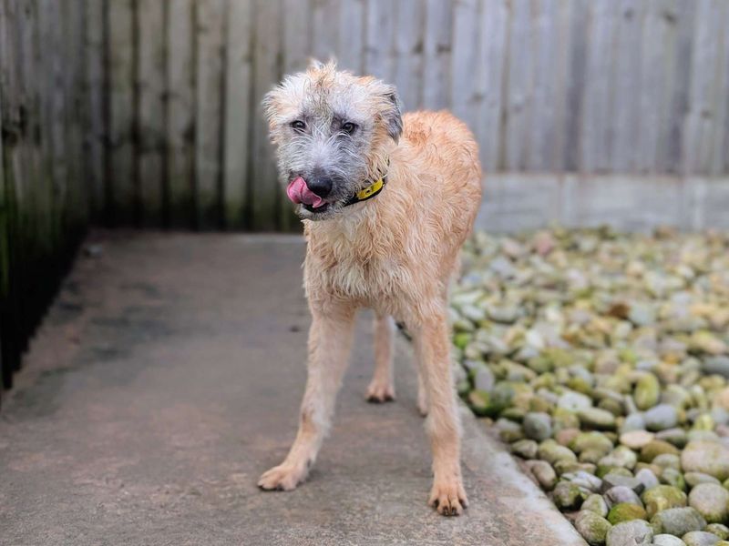 Pillow, a 8 months old male Lurcher available for adoption from Dogs Trust in Splott, Wales