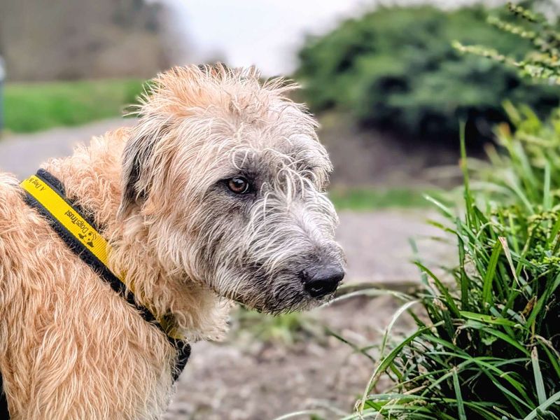 Pillow, a 8 months old male Lurcher available for adoption from Dogs Trust in Splott, Wales