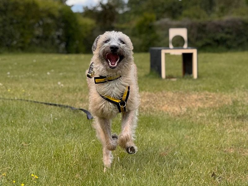 undefined | Lurcher | undefined - 2