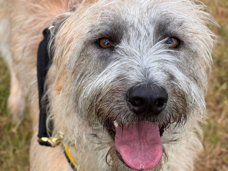 undefined | Lurcher | undefined - 4