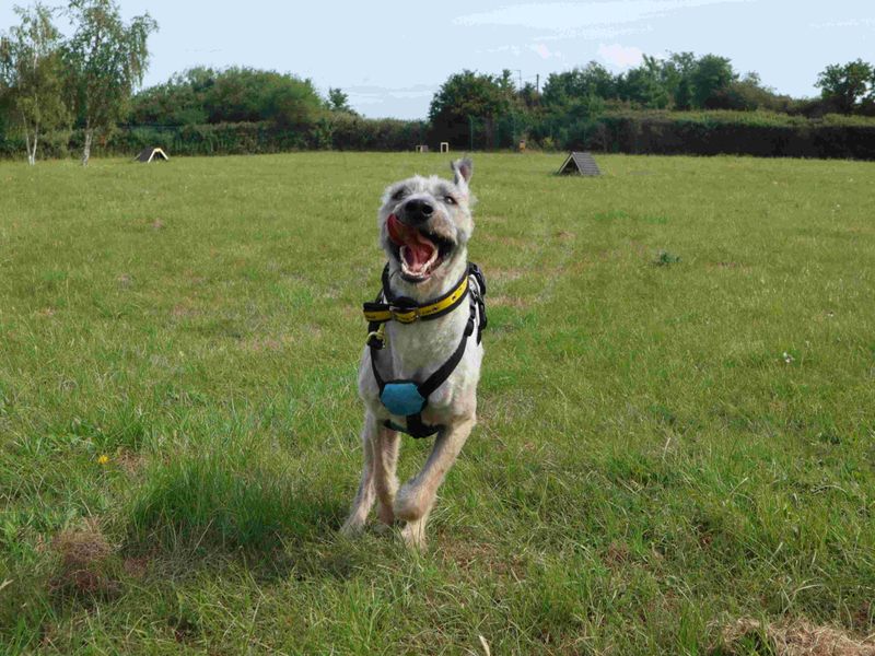 undefined | Lurcher | undefined - 3