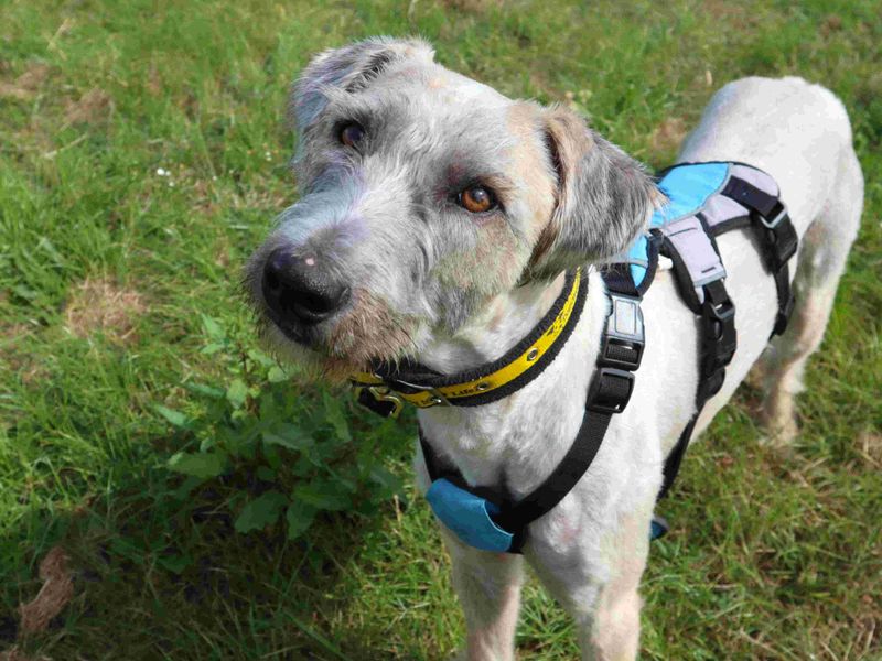 undefined | Lurcher | undefined - 1