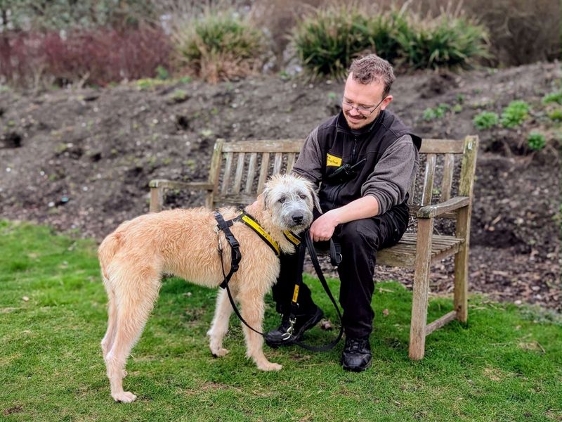 Pickles | Lurcher | Cardiff - 2