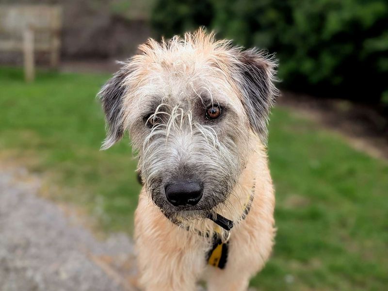 Pickles | Lurcher | Cardiff - 7