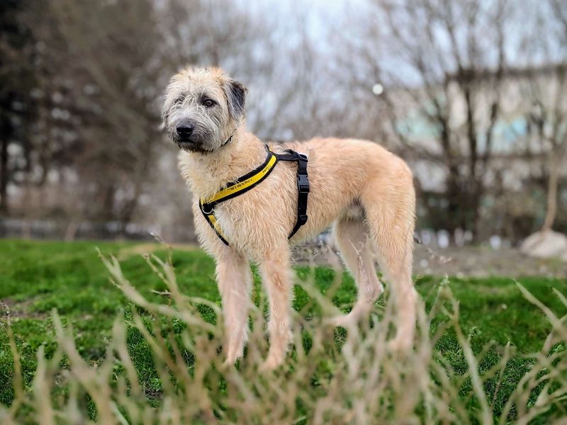 Pickles | Lurcher | Cardiff - 5